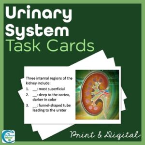 Urinary System Task Cards - Anatomy and Physiology Activity