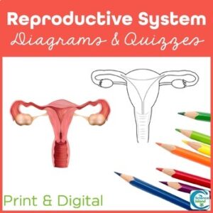 Reproductive System Diagrams and Quizzes - Anatomy Coloring & Labeling Activity