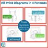 Reproductive System Diagrams and Quizzes - Anatomy Coloring & Labeling Activity