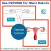 Reproductive System Diagrams and Quizzes - Anatomy Coloring & Labeling Activity