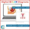 Reproductive System Diagrams and Quizzes - Anatomy Coloring & Labeling Activity