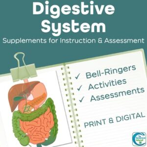 Digestive System Activities