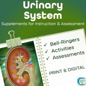 Urinary System Activities