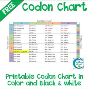 Codon Chart with Practice Worksheet and Diagrams - FREE RESOURCE