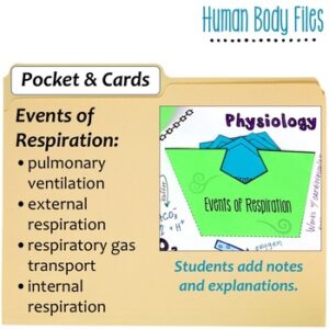 Respiratory System Activity - Human Body Files - Science Island
