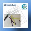Mitosis and Meiosis Lab
