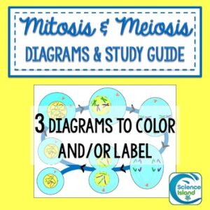Mitosis and Meiosis Diagrams and Study Guide