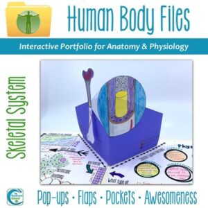 Skeletal System Human Body Files