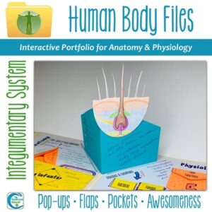 Integumentary System Human Body Files