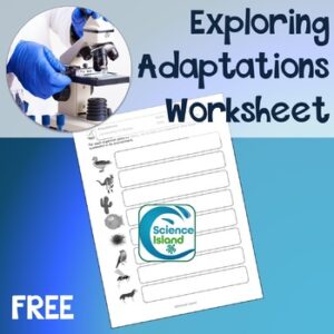 Adaptations Worksheet for Biology - FREE RESOURCE