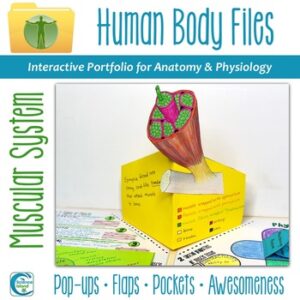 Muscular System Human Body Files