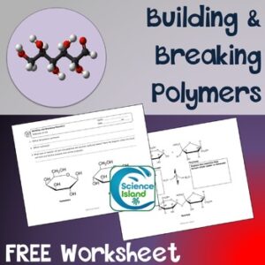 Building and Breaking Polymers Worksheet - FREE RESOURCE
