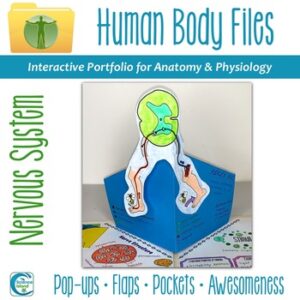 Nervous System Human Body Files