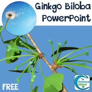 Plants: Life Cycle of the Ginkgo Biloba PowerPoint - FREE RESOURCE