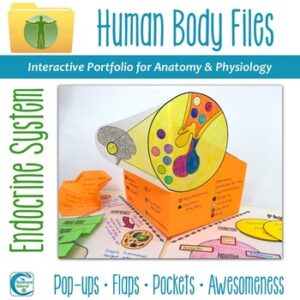 Endocrine System Human Body Files