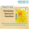 Endocrine System Human Body Files