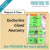 Endocrine System Human Body Files