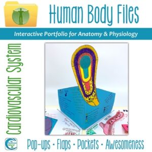 Cardiovascular System Human Body Files