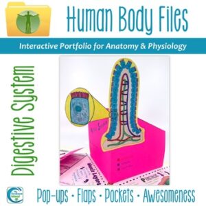 Digestive System Human Body Files - Anatomy and Physiology Activity