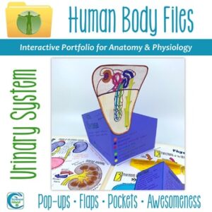 Urinary System Human Body Files