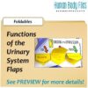 Urinary System Human Body Files