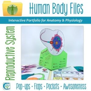 Reproductive System Human Body Files