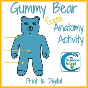 Anatomical Terminology Practice - Gummy Bear Anatomy (Print and Digital) - FREE