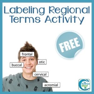 Anatomy Activity: Regional Terms Labeling - FREE RESOURCE