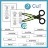 Anatomy Activity: Regional Terms Labeling - FREE RESOURCE