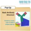 Lymphatic and Immune Systems Human Body Files Activity