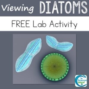 Protists Lab Activity: Viewing Diatoms - FREE RESOURCE