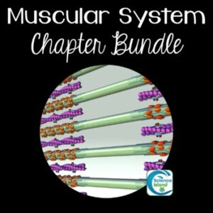Muscular System Chapter Bundle