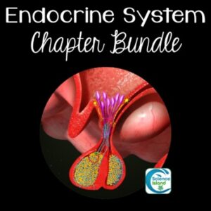 Endocrine System Chapter Bundle