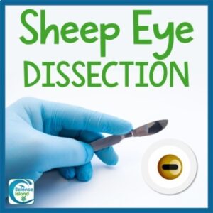 Sheep Eye Dissection Lab