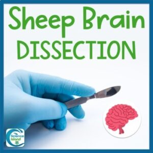 Sheep Brain Dissection Lab