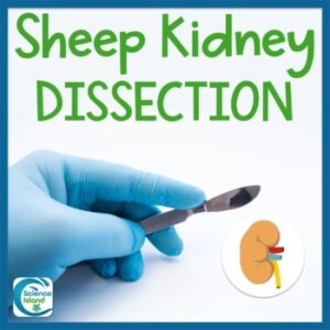 Sheep Kidney Dissection Lab
