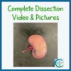 Sheep Kidney Dissection Lab
