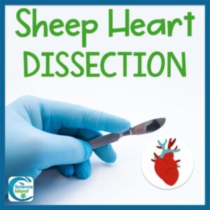Sheep Heart Dissection Lab