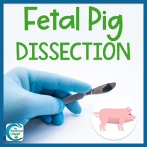 Fetal Pig Dissection Lab